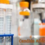 candida albicans